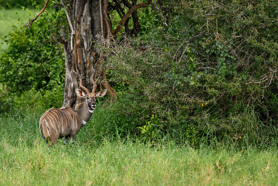 kudu velký - Tragelaphus strepsiceros