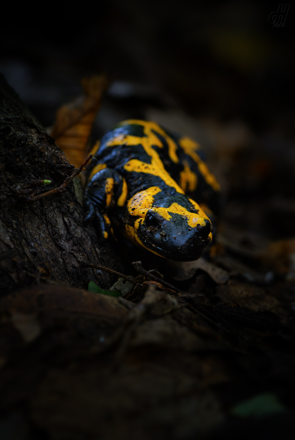mlok skvrnitý - Salamandra salamandra