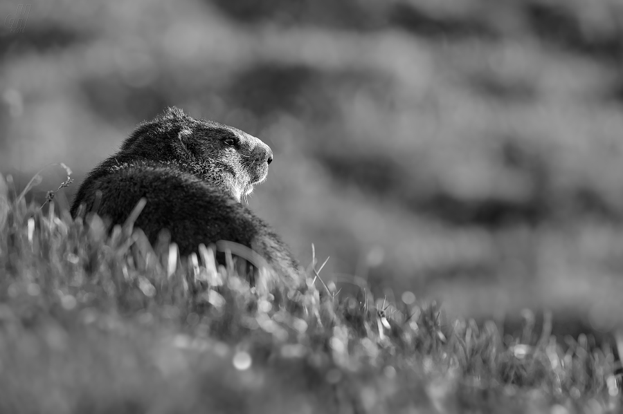 svišť horský - Marmota marmota