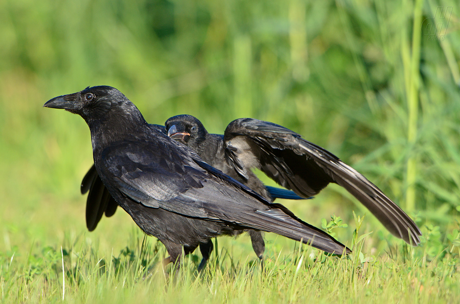 vrána černá - Corvus corone
