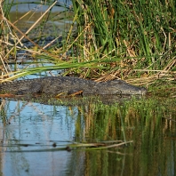 krokodýli - Crocodilia