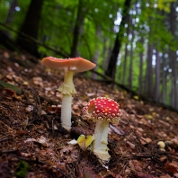 houby - Fungi