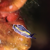 ploštěnci - Platyhelminthes