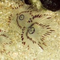 kroužkovci - Annelida