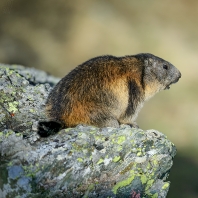 svišť horský - Marmota marmota