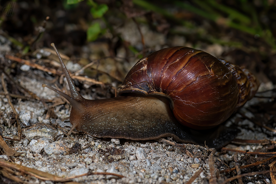 achatina žravá - Lissachatina fulica