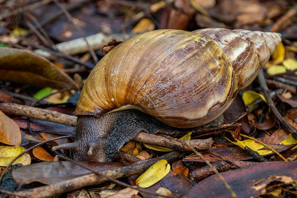 achatina žravá - Lissachatina fulica