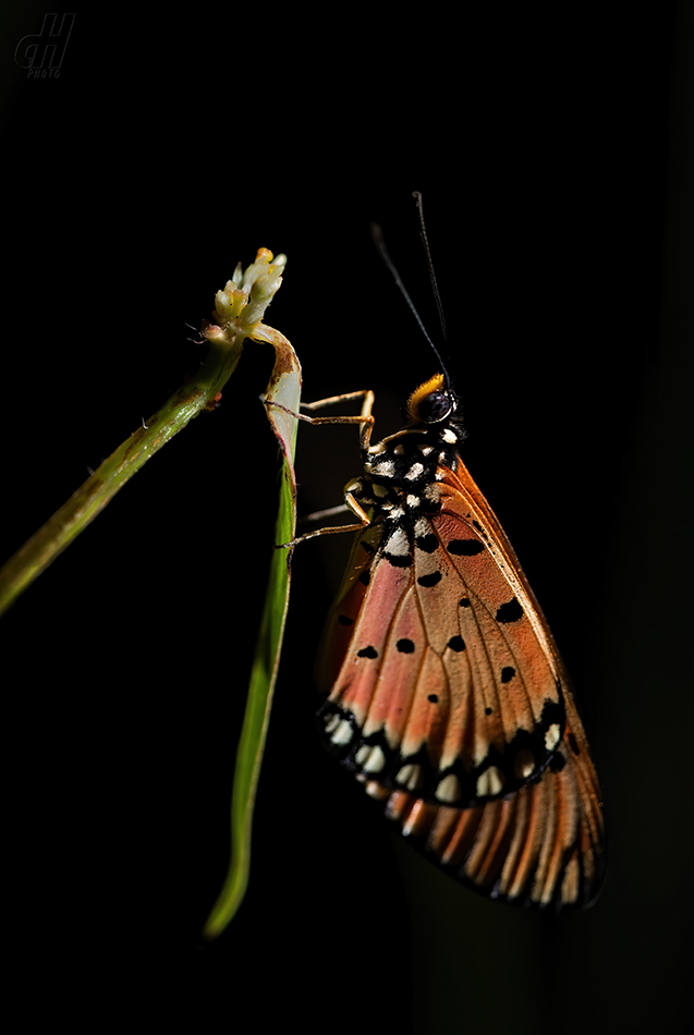 Acraea terpsicore