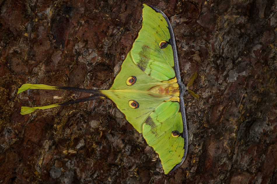 Actias mimosae