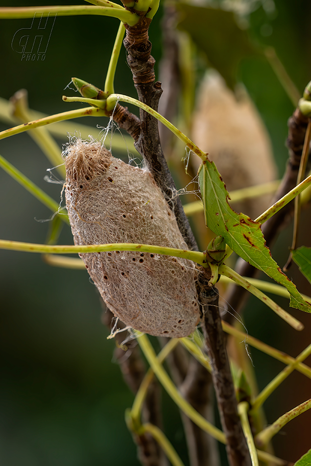 Actias mimosae