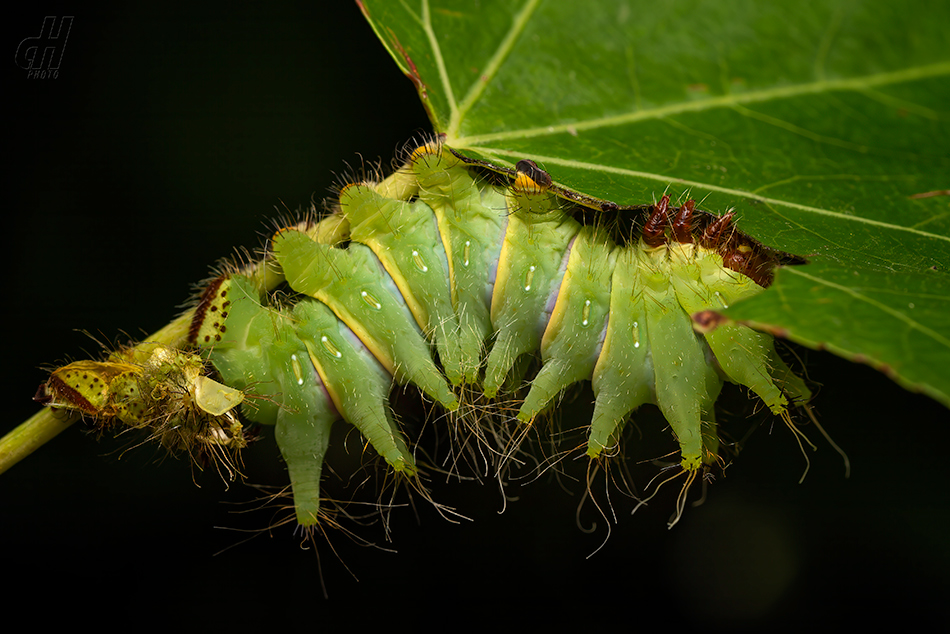 Actias mimosae