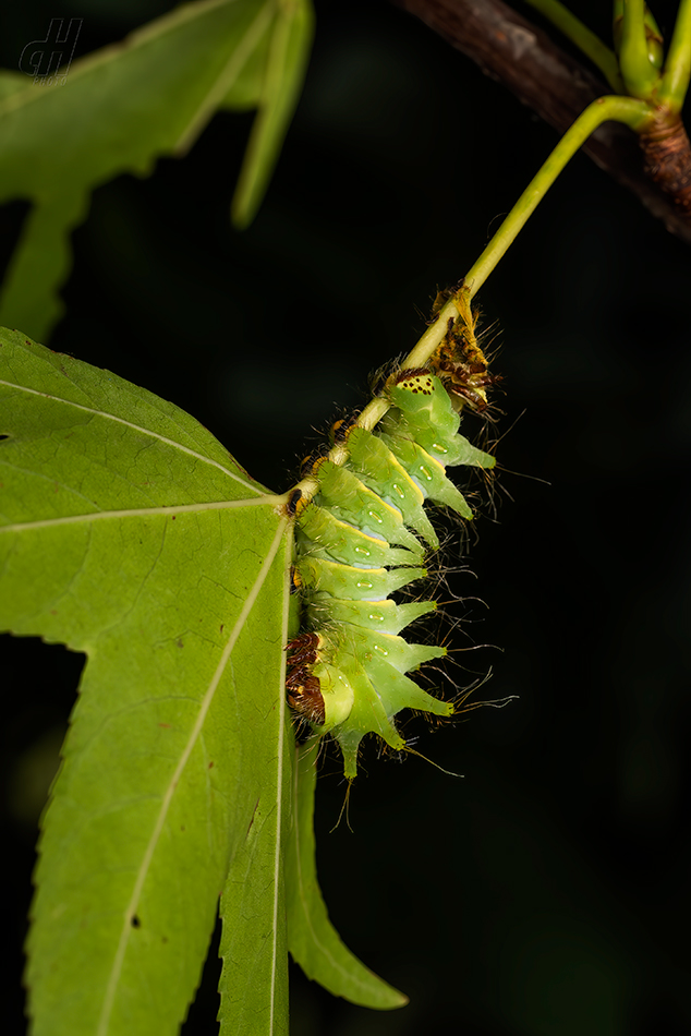 Actias mimosae