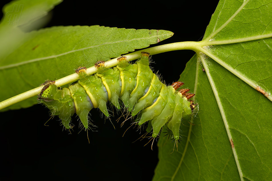 Actias mimosae