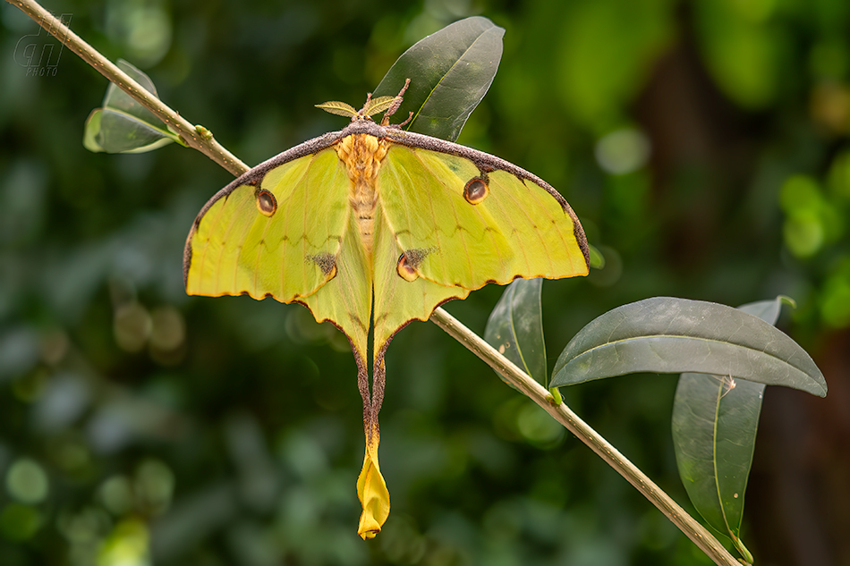 Actias mimosae