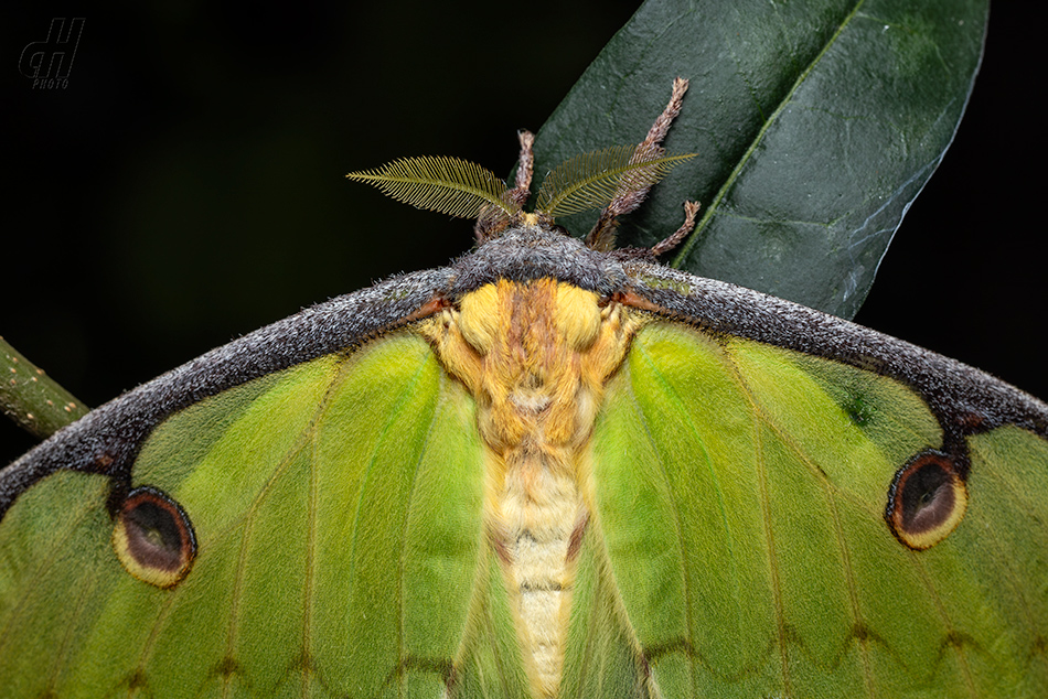 Actias mimosae