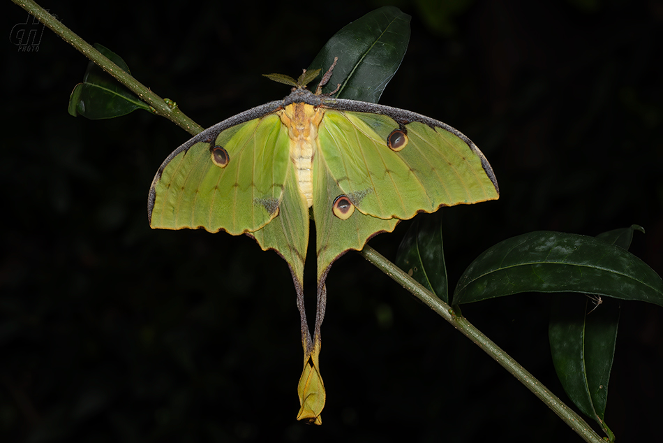 Actias mimosae