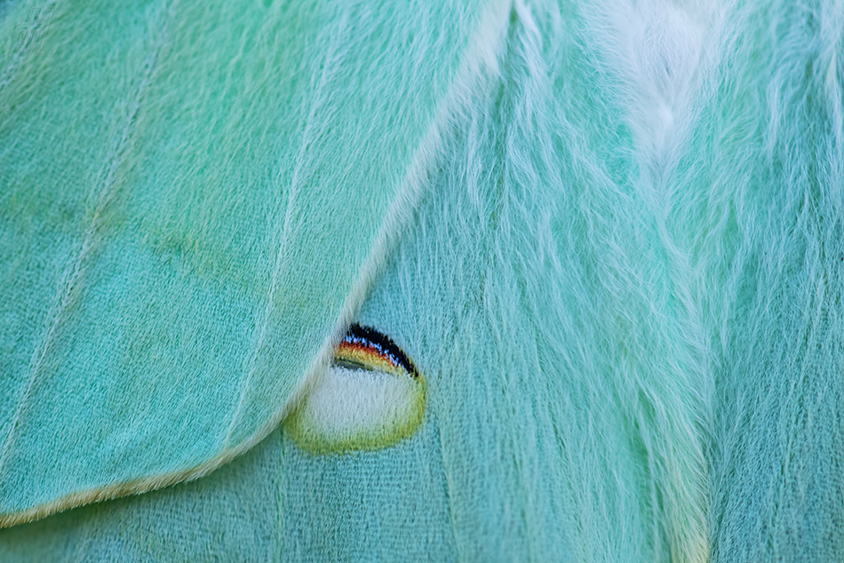 Actias ningpoana