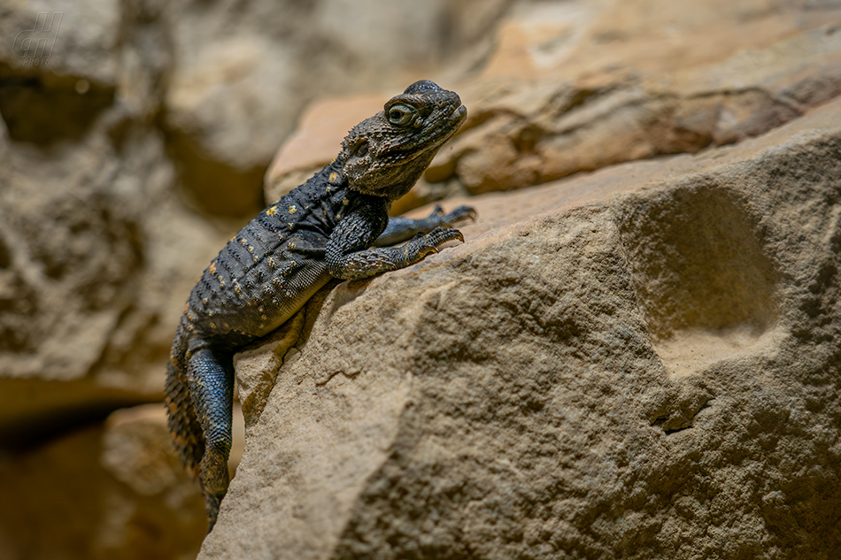 agama hardún - Stellagama stellio