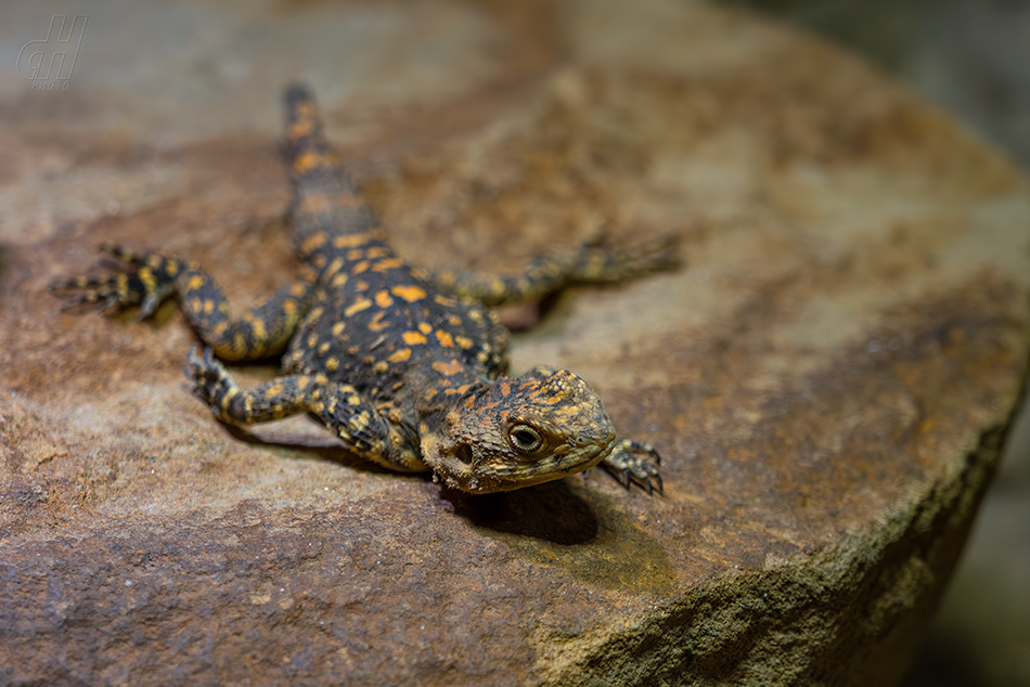 agama hardún - Stellagama stellio picea