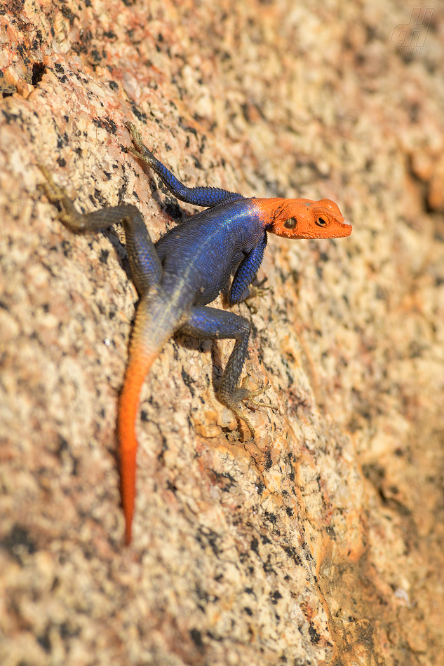 agama ostnitá - Agama planiceps