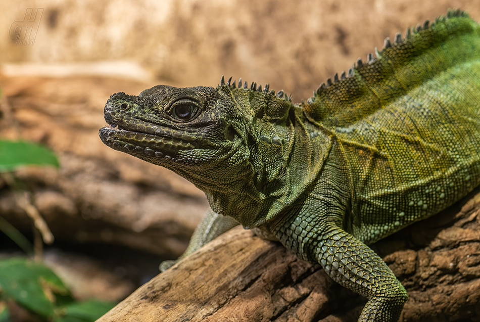 agama Weberova - Hydrosaurus weberi