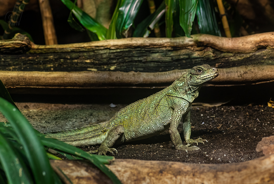 agama Weberova - Hydrosaurus weberi