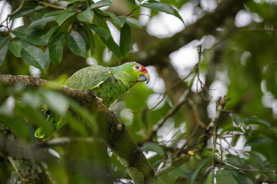 amazoňan rudočelý - Amazona autumnalis