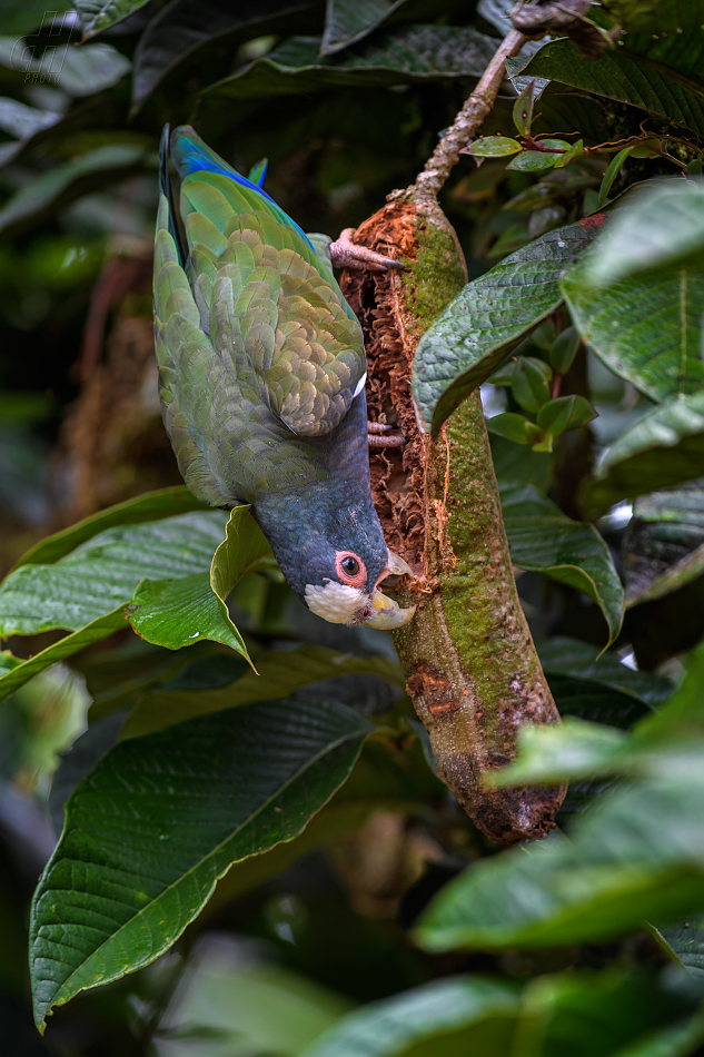 amazónek běločelý - Pionus senilis