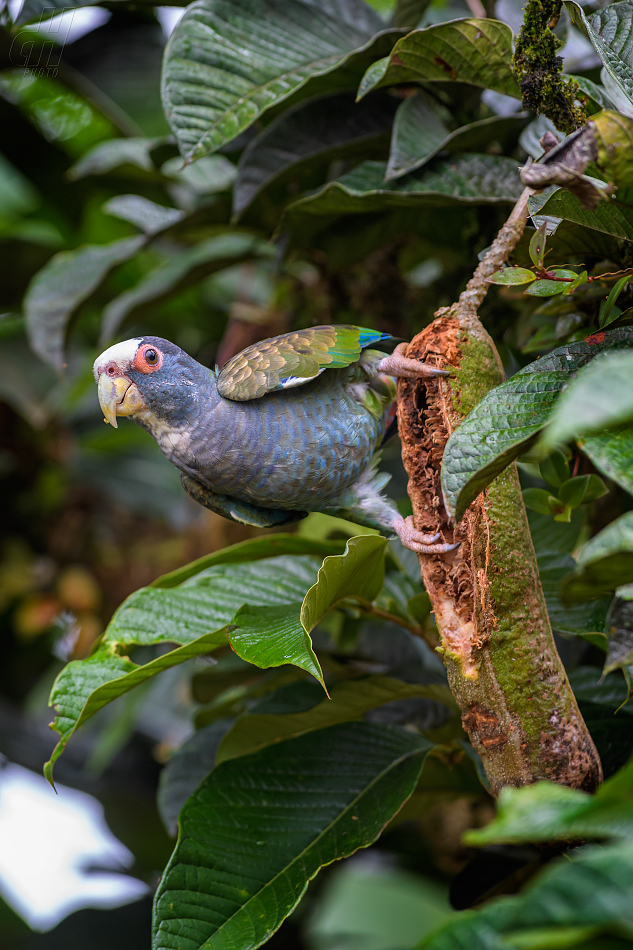 amazónek běločelý - Pionus senilis