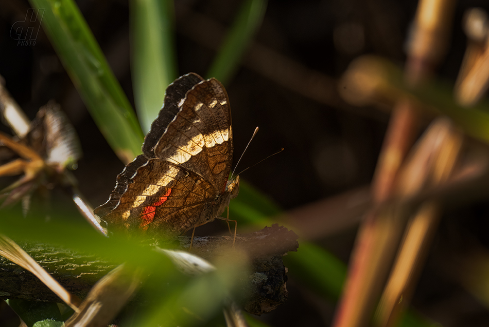 Anartia fatima