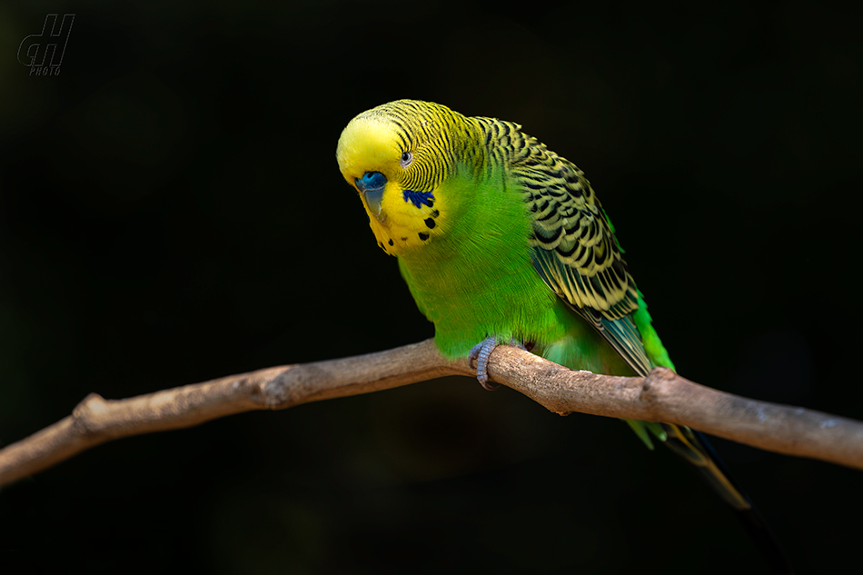 andulka vlnkovaná - Melopsittacus undulatus