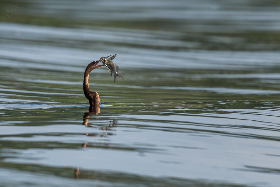 anhinga africká - Anhinga rufa