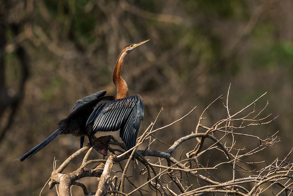 anhinga africká - Anhinga rufa