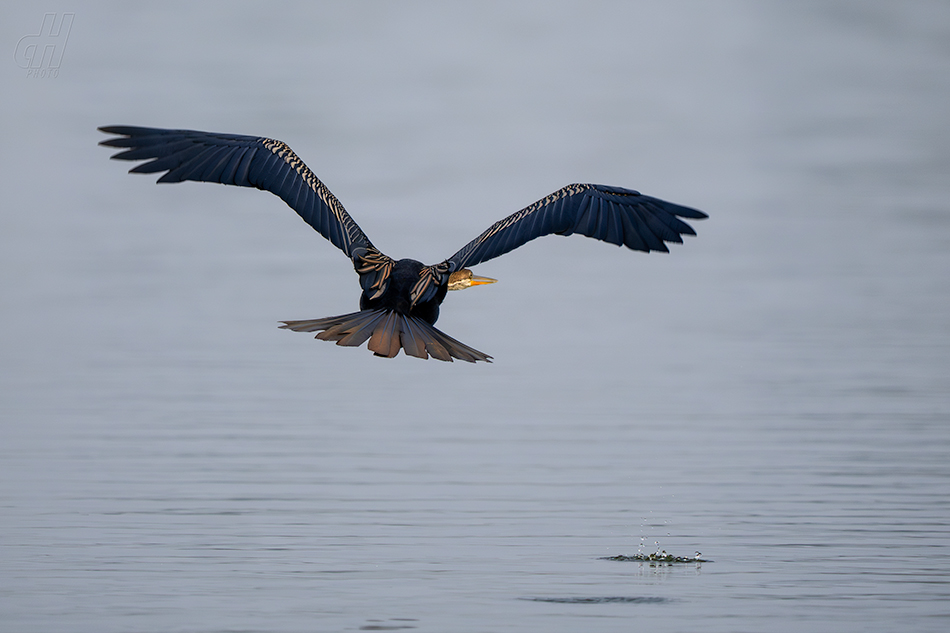 anhinga indomalajská - Anhinga melanogaster