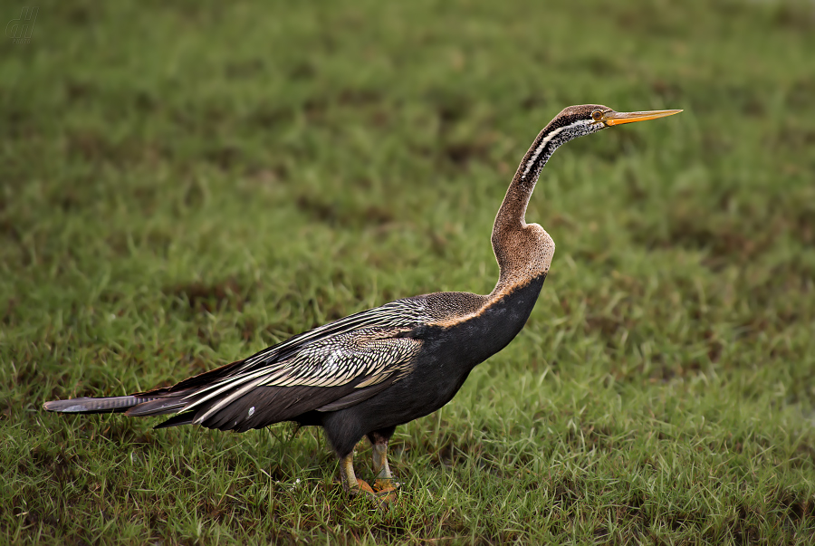 anhinga rezavá - Anhinga melanogaster