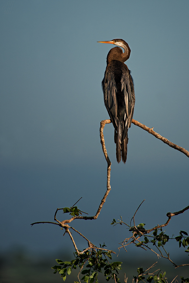 anhinga rezavá - Anhinga melanogaster