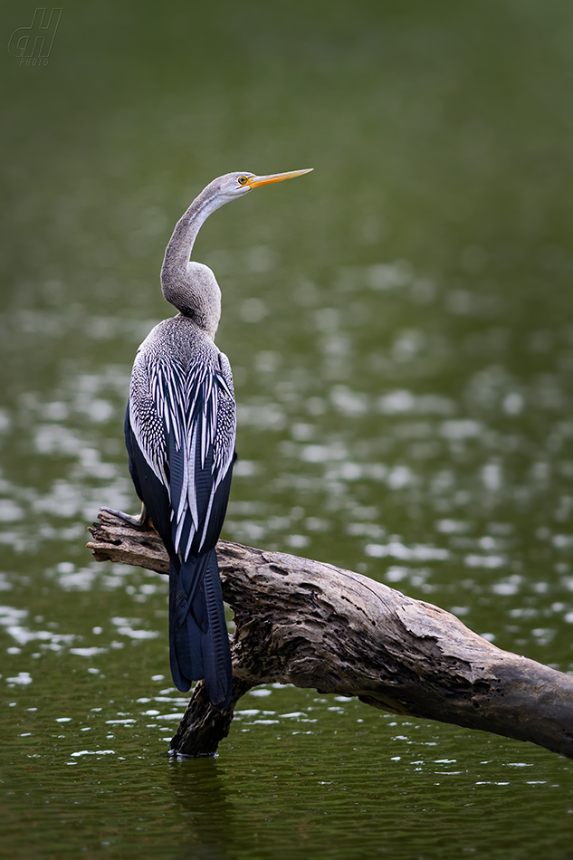 anhinga rezavá - Anhinga melanogaster