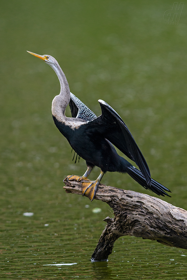 anhinga rezavá - Anhinga melanogaster