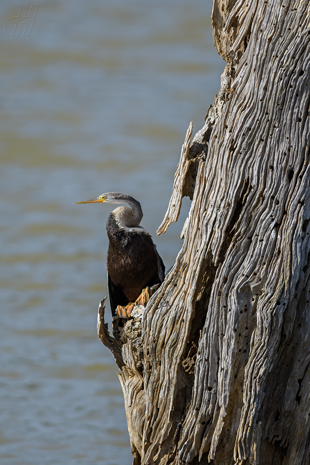 anhinga rezavá - Anhinga melanogaster