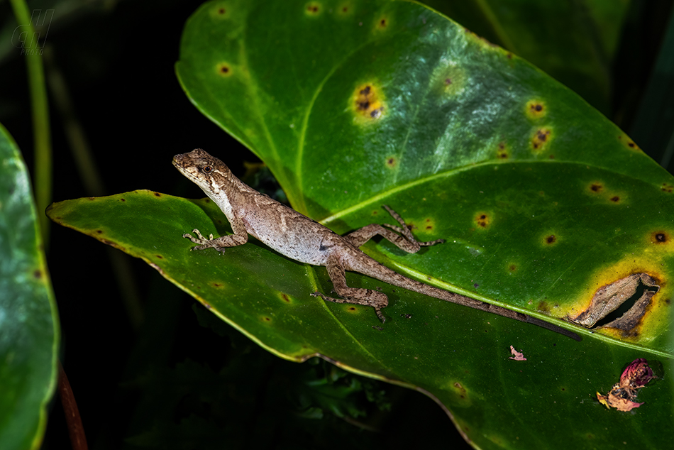 Anolis humilis