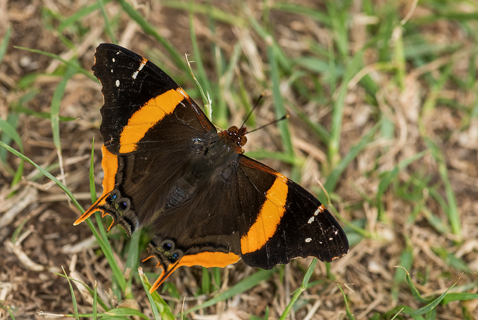 Antanartia schaeneia