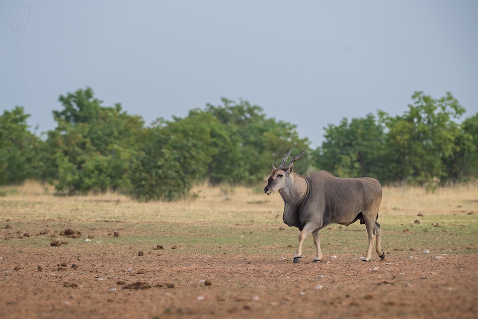 antilopa losí - Taurotragus oryx