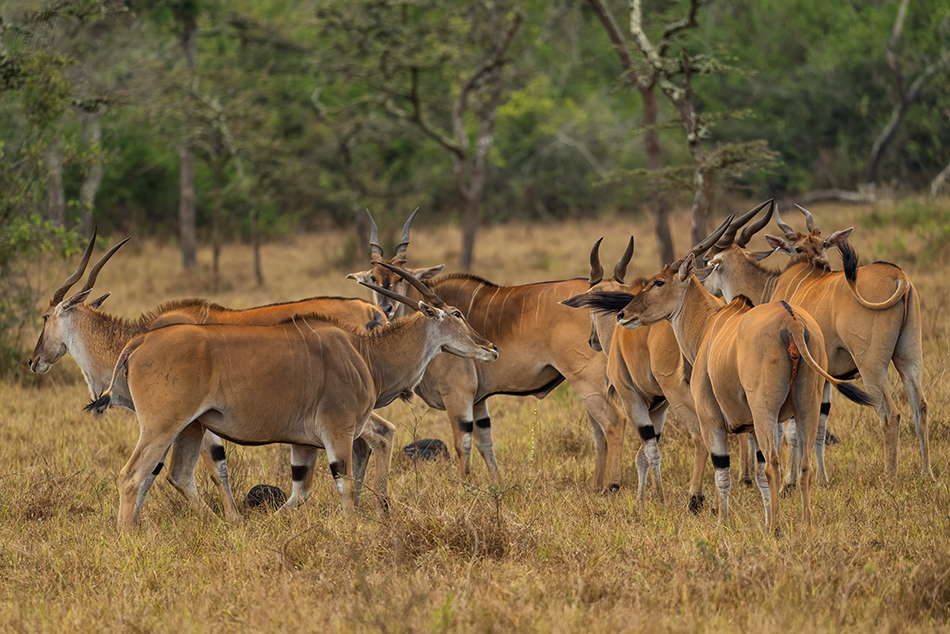 antilopa losí - Taurotragus oryx