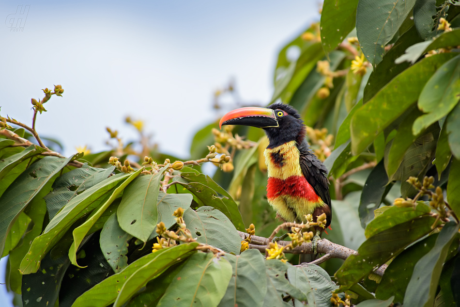 arassari panamský - Pteroglossus frantzii