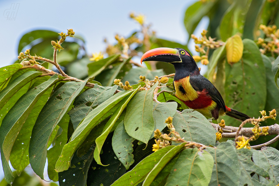 arassari panamský - Pteroglossus frantzii