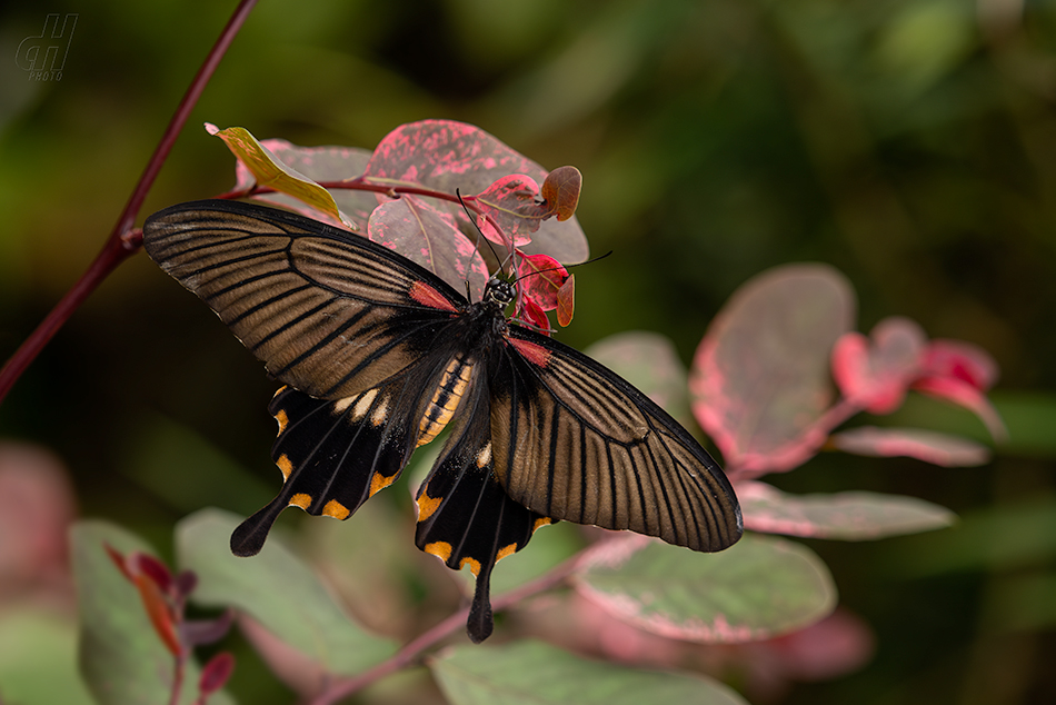 Atrophaneura adamas