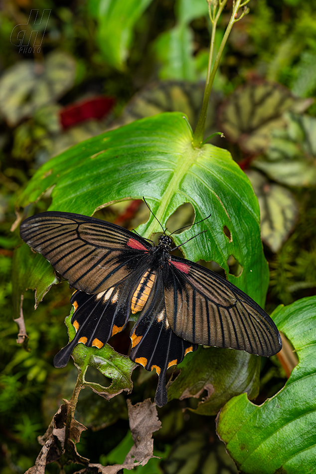 Atrophaneura adamas