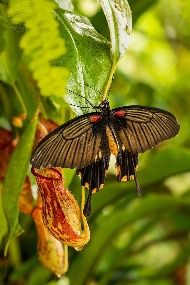 Atrophaneura adamas