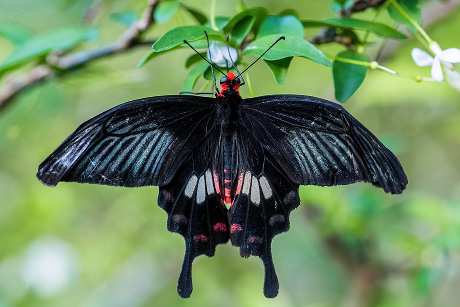 Atrophaneura aristolochiae