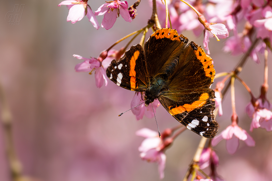 babočka admirál - Vanessa atalanta